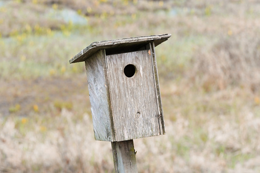 Birdhouse at the Pitt River Dike Scenic Point during a spring season in Pitt Meadows, British Columbia, Canada.
