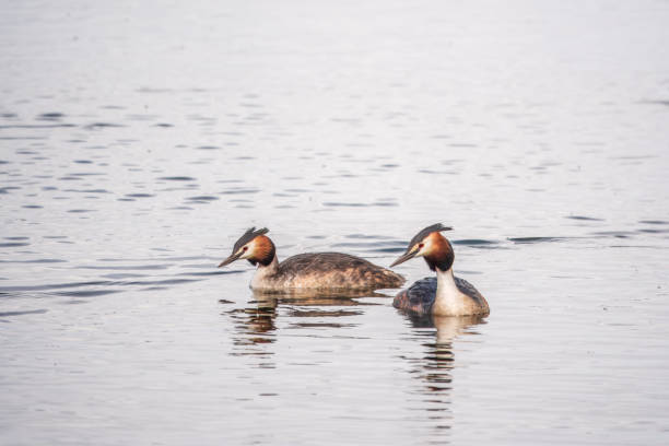 istock Two Great Crested Grebes swim in the lake 2149768002