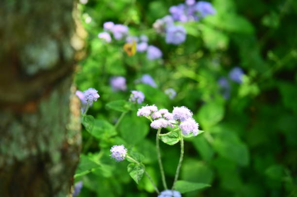 Close-up of Ageratum conyzoides in daylight spring. Ageratum conyzoides, a robust and versatile weed, possesses both medicinal and aesthetic significance.