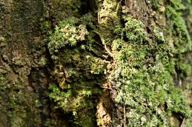istock A Close-Up of Spring Moss on a Hiking Trail 2149768161
