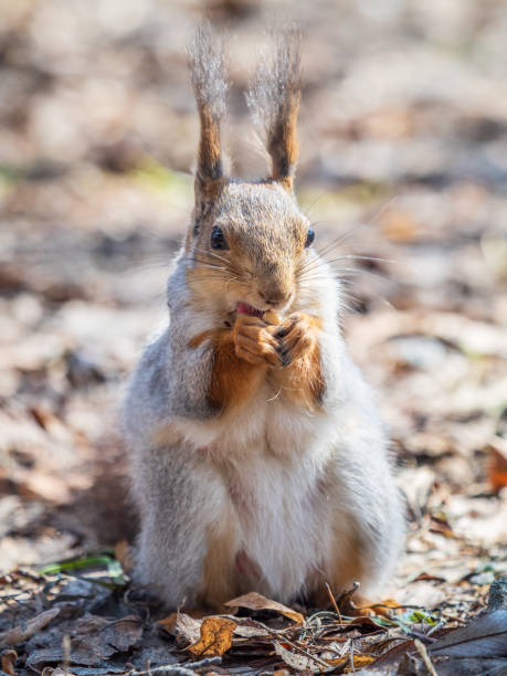 istock Squirrel in autumn or spring with nut on the green grass with fallen yellow leaves 2149769213