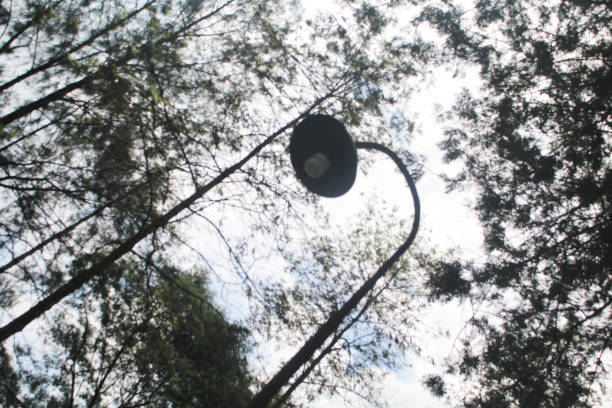 istock neon lights to illuminate gardens and trees 2149770050