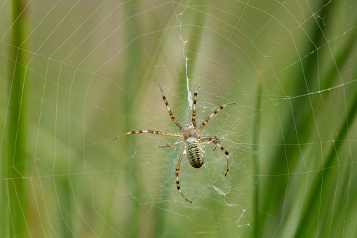 Spider web, backlit. Corner of an old doorway detail. Ribeira Sacra, Lugo province, Galicia, Spain.
