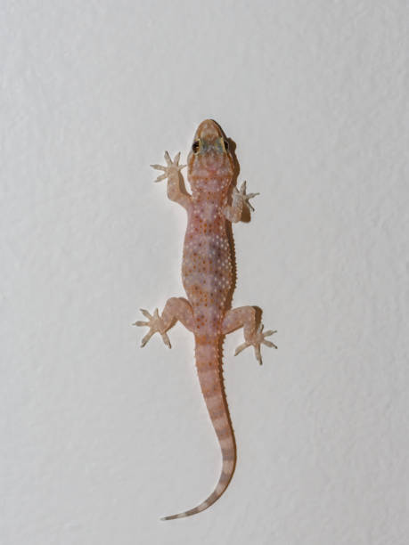 istock A Mediterranean House Gecko climbing a wall 2149770268