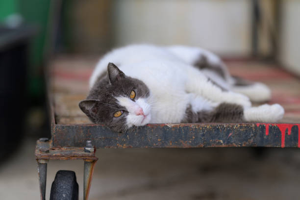 A relaxed cat lounges on the ground near a curb at nighttime.