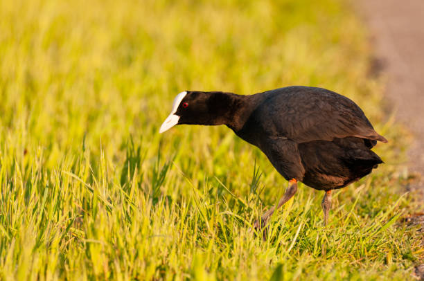 istock Eurasian coot in East Flanders 2149770382