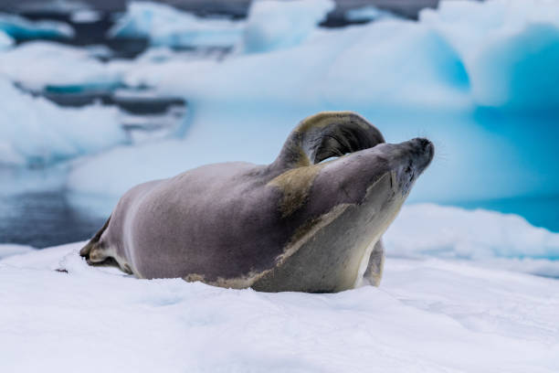 Close-up of a crabeater seal -Lobodon carcinophaga- resting on a small iceberg near the fish islands on the Antarctic peninsula