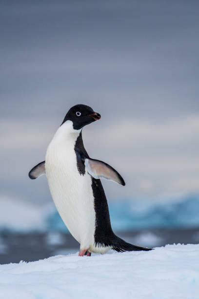 istock Adelie Penguin standing on an iceberg 2149770413