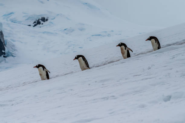 istock Gentoo colony at Danco Island 2149770429