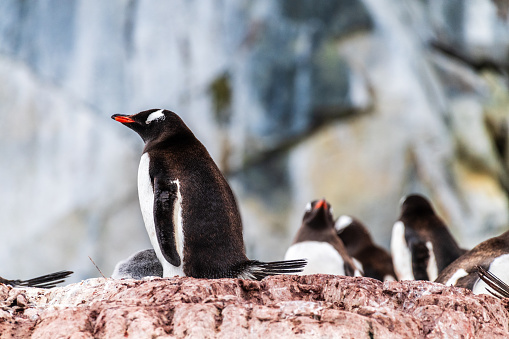 Close-up of Gentoo Penguin -Pygoscelis papua- at Cuverville Island, on the Antarctic Peninsula