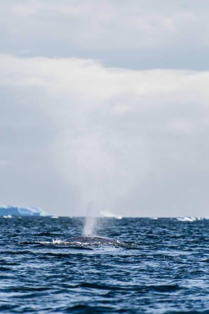 istock Sleeping Humpback whale in the Graham passage 2149770469