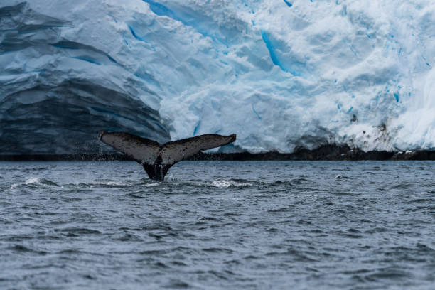 istock Tail of a humpback whale in the Antarctic 2149770482