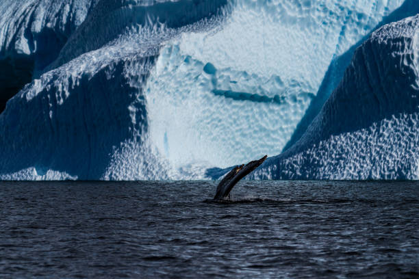 istock Tail of a humpback whale in the Antarctic 2149770487