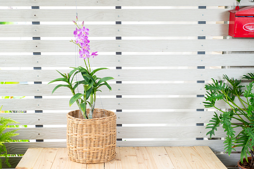 Purple and pink orchid flower bouquet bloom in coconut shell pot on white wall background. Beautiful Phalaenopsis in flowerpot gift design on wooden table, Houseplant in garden home with copy space