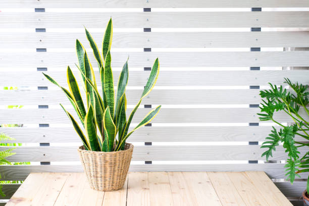 istock Snake plant, Dracaena trifasciata, Devil Tongue (Sansevieria trifasciata) in clay pot on white pattern wall background, wooden table. Small evergreen houseplant for modern home decor interior design 2149770816