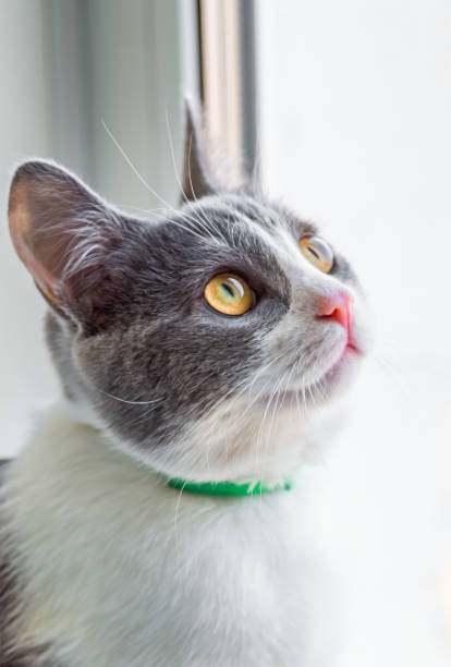 istock Young gray cat with big yellow eyes close up 2149771271
