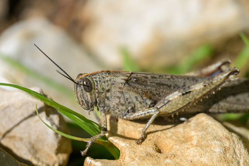 Closeup of an Egyptian Locust (Anacridium aegyptium) sitting on a stone, sunny day in springtime, Cres Croatia