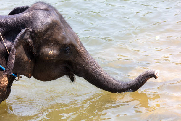 Sumatra, dans la jungle à la recherche d’oran outan, et autres singes mais aussi d’éléphants d’Asie, Bukit Lawang