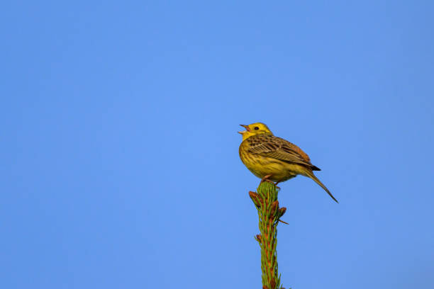 Western yellow wagtail (Motacilla flava) looking for insects at the end of a springtime day in a nature reserve in Overijssel, The Netherlands.