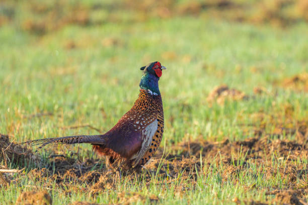 istock A male Common Pheasant walking in a meadow 2149772200