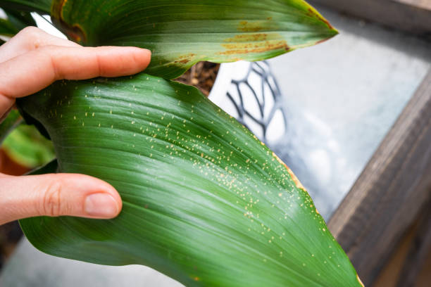 istock Problems in the cultivation of domestic plants Problems in cultivation of domestic plants aspidistra - leaves affected by sunburn and frostbit, yellow and dry tips, overflow of plant, rotting of roots 2149772468