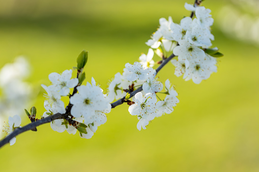 Close-up of plum tree blooming with white flowers against green out of focus background.