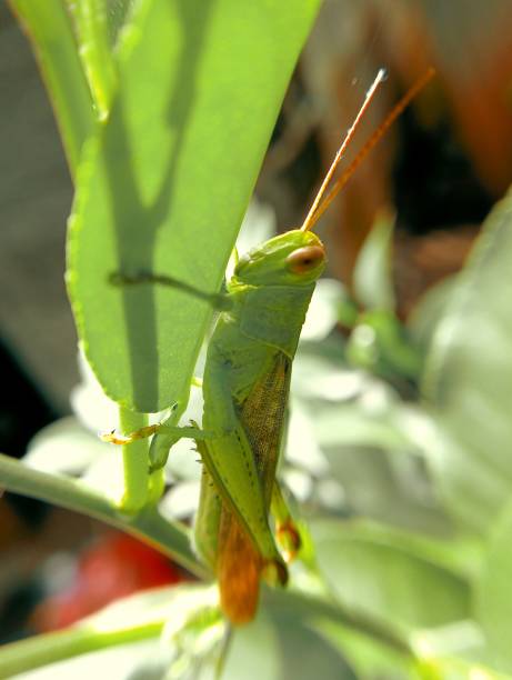 istock Close-up of Grasshopper on the leaf 2149772609