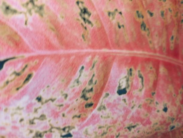 istock abstract colorful aglonema leaf texture, nature background, tropical leaf 2149772622