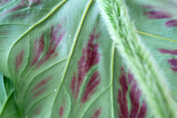 istock Leaves home plant affected by a spider mite parasite, small insects, Problems in the cultivation of domestic plants. Plant treatment and pest and fungus control 2149772899