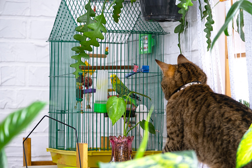 A domestic cat hunts a budgie in a cage. The relationship of pets, a cat and a parrot, danger, stress and friendship.