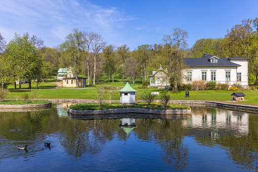 Falköping, Sweden-May, 2021: Mallards swimming in a park pond with old houses