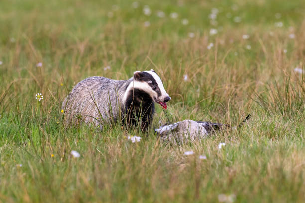 Eurasian badger and its prey. Bohemian-Moravian highlands. High quality photo