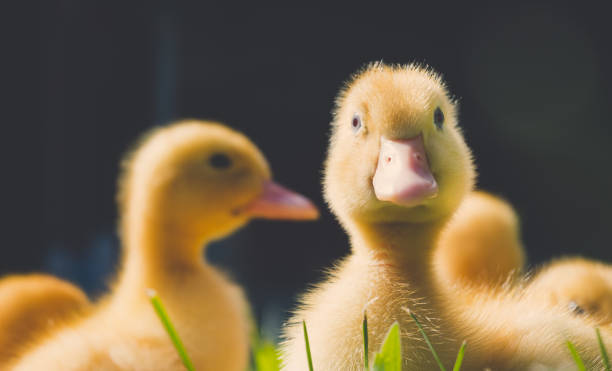 Very cute little ducks. Spring at the farm.