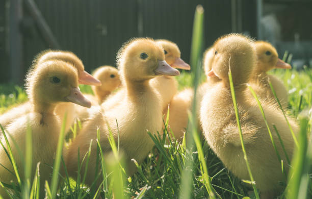 istock Very cute little ducks. Spring at the farm. 2149773489
