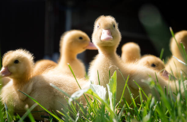 istock Funny little ducks. Spring at the farm. 2149773490