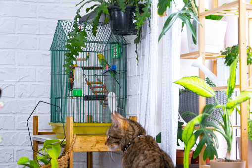 A domestic cat hunts a budgie in a cage. The relationship of pets, a cat and a parrot, danger, stress and friendship.