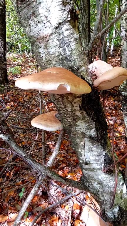 Brown tree mushrooms on Birch