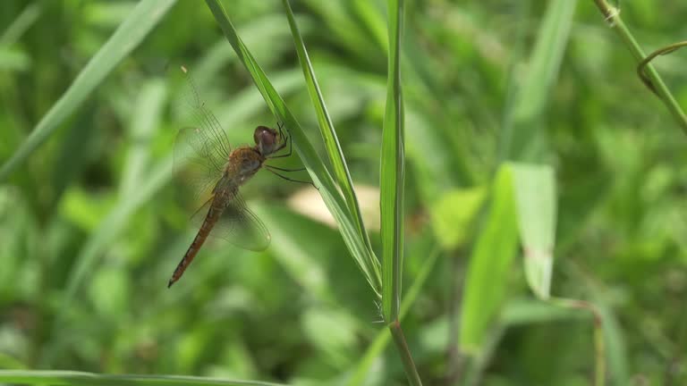 Pantala flavescens (globe skimmer) dragonfly on grass straw in strong wind