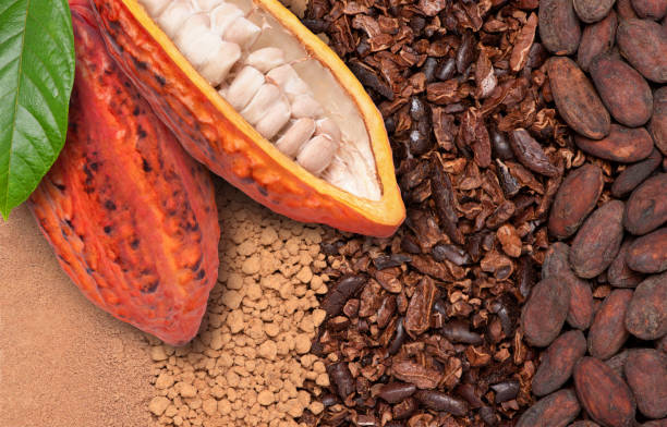 cocoa fruit with beans and cocoa powder