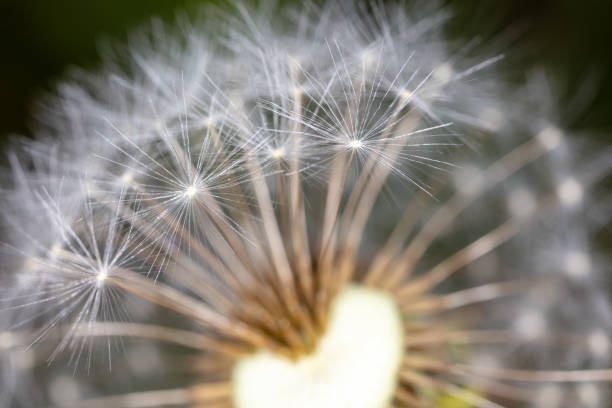 istock Fluff on dandelions as a background. Extreme macro 2149774732