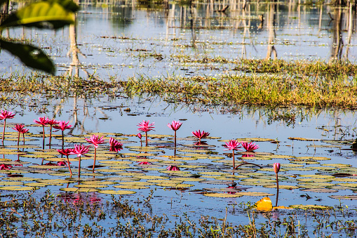 Beautiful lotus pond outside a beautiful temple in the ancient Khmer kingdom
