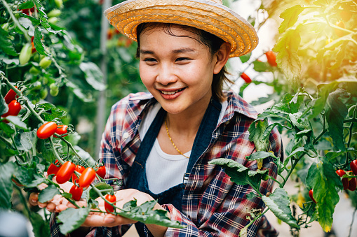 Smiling Asian woman displays ripe garden tomatoes for homemade sauces or pasta. Kitchen counter scene with harvested produce promoting healthy cooking and fresh farm-to-table meals.