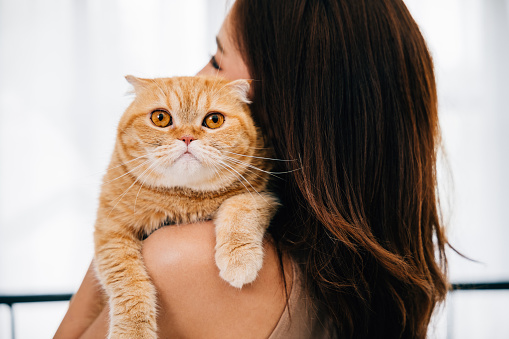 In this heartwarming back view portrait, a woman cradles her Scottish Fold cat, and their eyes express the depth of their joyful friendship. Plenty of copy space available in the background.