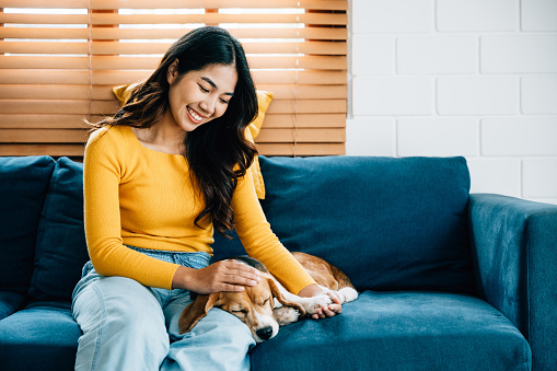 With a heart full of joy, a woman in a stylish jumpsuit plays with her cute Beagle dog on the cozy sofa in her apartment. Their playful bond is adorable. Pet love is.