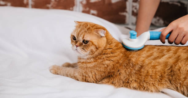 istock Owner's care, A woman lovingly combs her Scottish Fold cat's fur while the ginger cat enjoys a serene sleep on her hand. A cozy and heartwarming morning scene. Pat love routine 2149775069