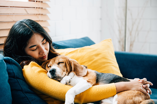 In the comfort of her home, a young Asian woman enjoys a peaceful nap on the sofa, sharing precious moments of trust, togetherness, and happiness with her beloved Beagle dog. Pet love