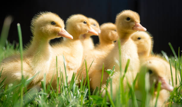 istock Little ducklings only 5.6 days old. 2149775144