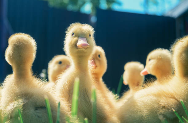Little ducklings only 5.6 days old.