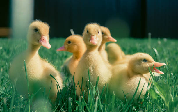 istock Little ducklings only 5.6 days old. 2149775196