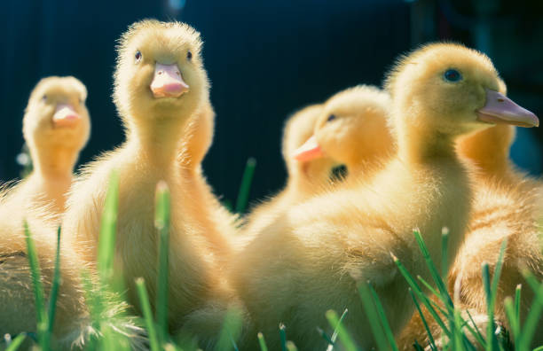 istock Very cute little ducks in the green grass. 2149775206